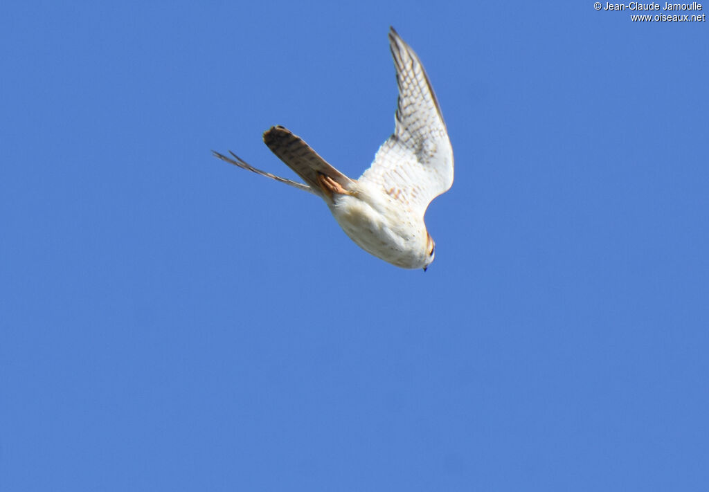 American Kestrel