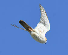 American Kestrel