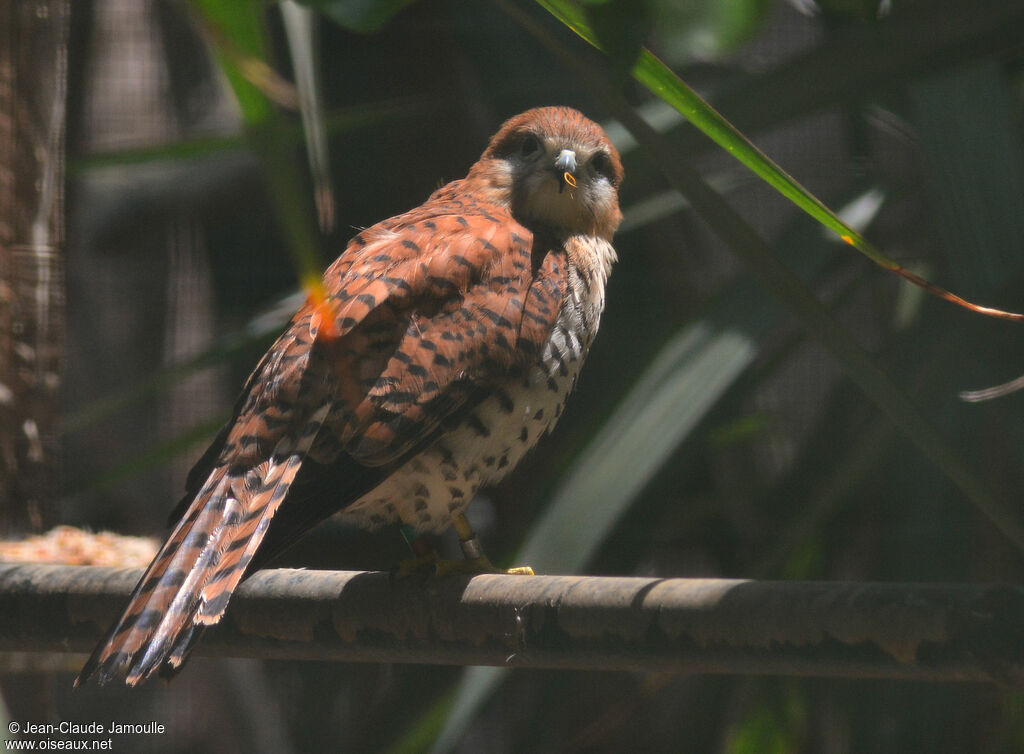 Mauritius Kestrel