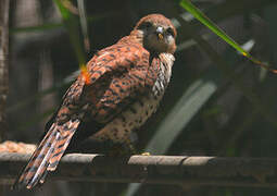 Mauritius Kestrel