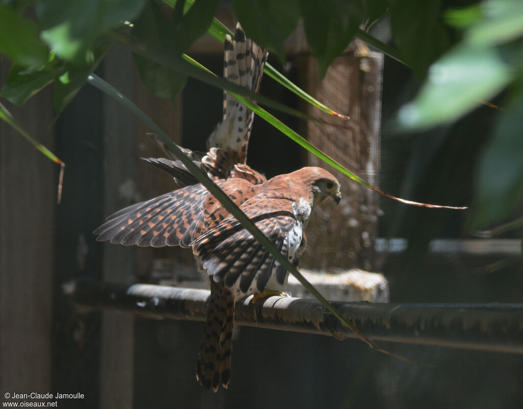 Mauritius Kestrel