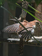 Mauritius Kestrel