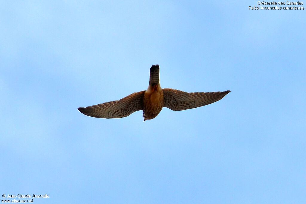 Common Kestrel (canariensis), Flight