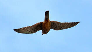 Common Kestrel (canariensis)