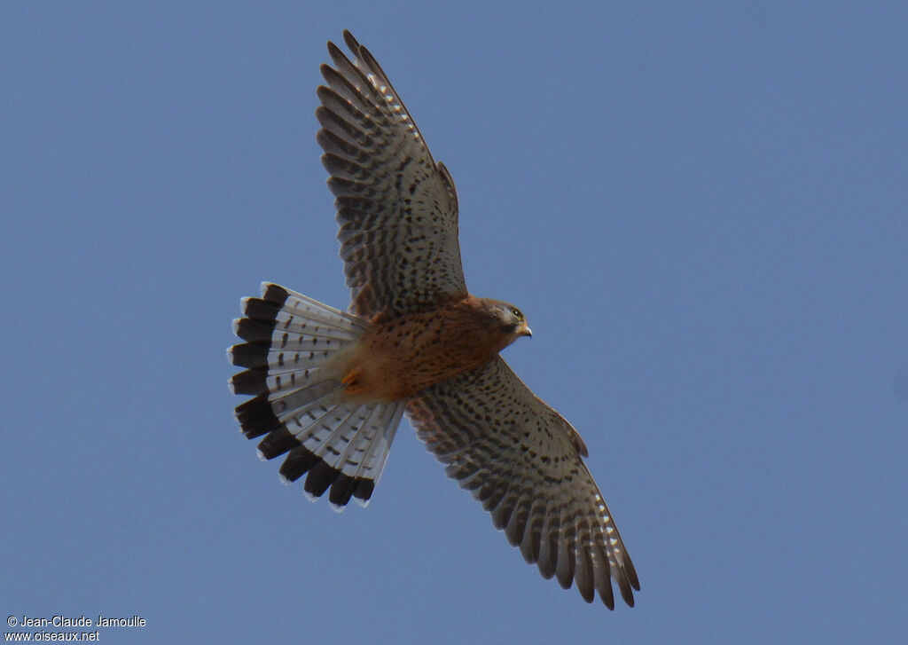 Common Kestrel (canariensis)