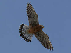 Common Kestrel (canariensis)