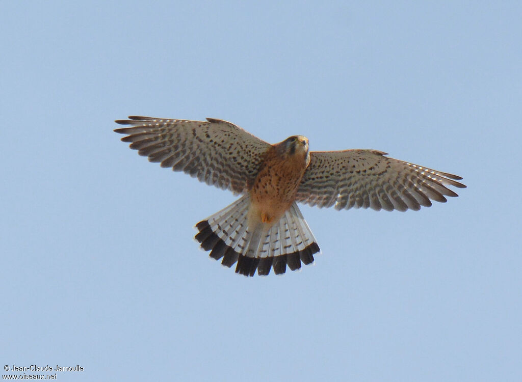 Common Kestrel (canariensis)