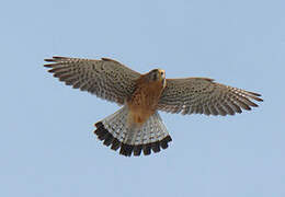 Common Kestrel (canariensis)