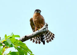 Seychelles Kestrel