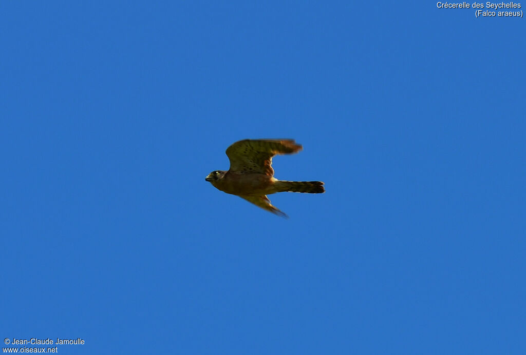 Seychelles Kestrel, Flight