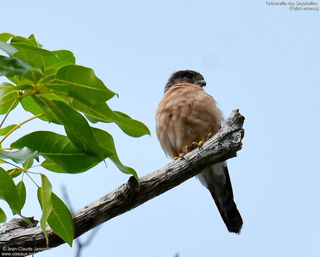 Seychelles Kestrel