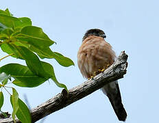 Seychelles Kestrel