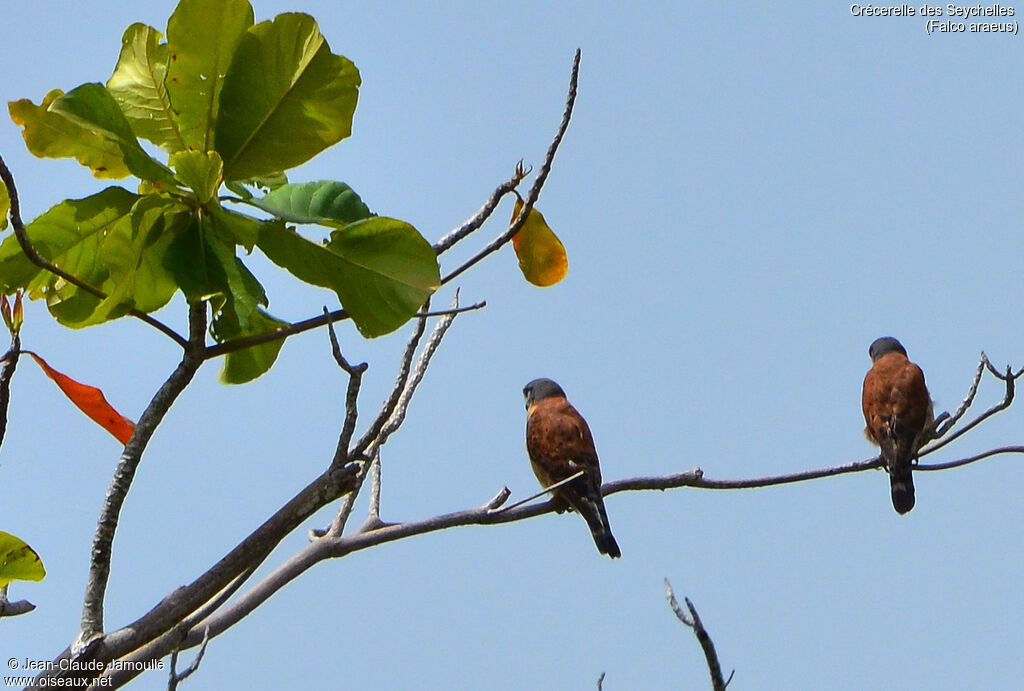 Crécerelle des Seychelles