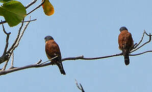 Seychelles Kestrel