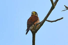 Seychelles Kestrel