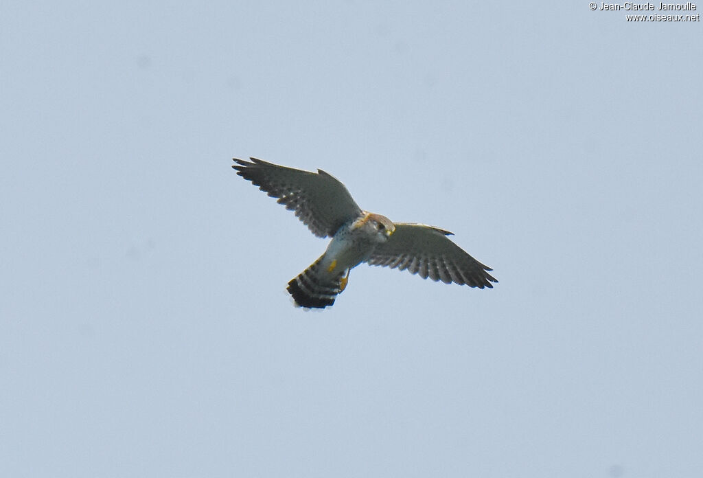 Malagasy Kestrel