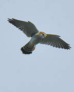 Malagasy Kestrel