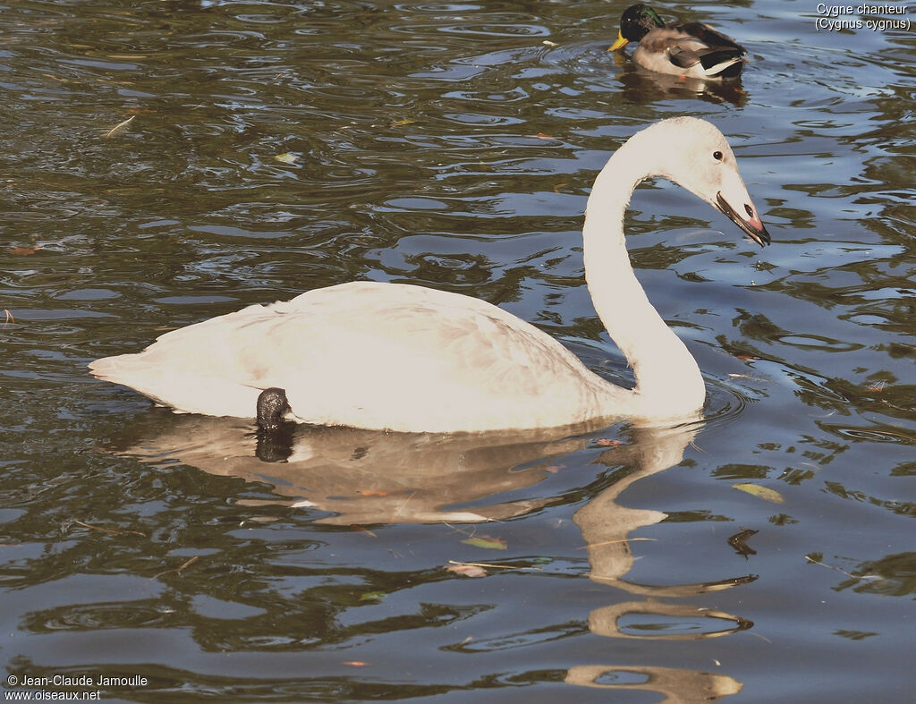 Cygne chanteurjuvénile