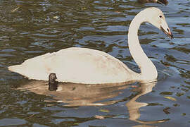 Whooper Swan