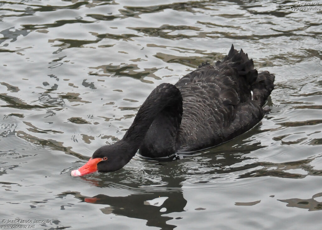 Cygne noiradulte