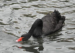 Cygne noir