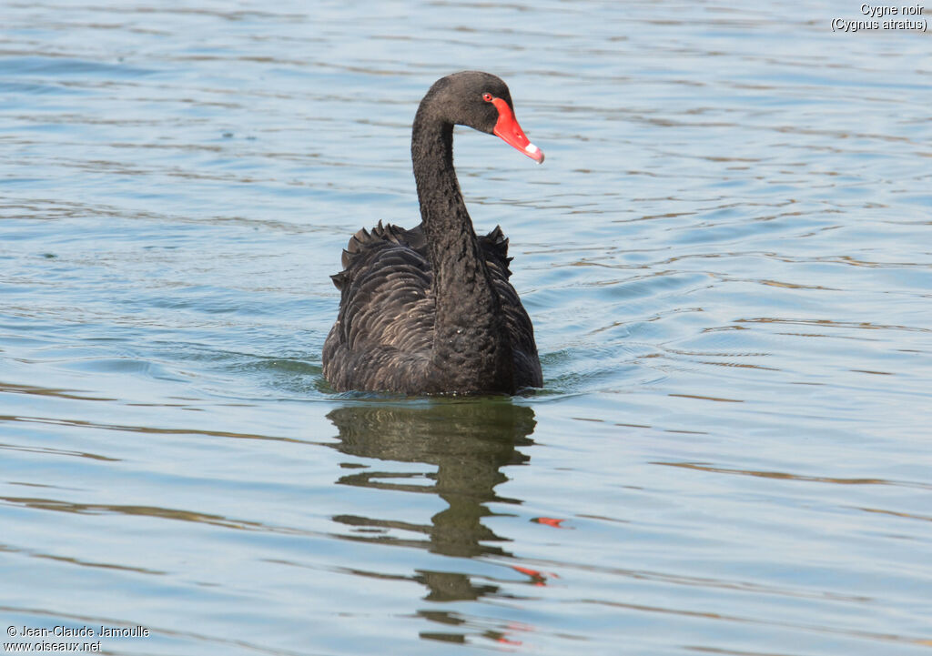 Cygne noir, Comportement