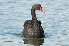 Cygne noir