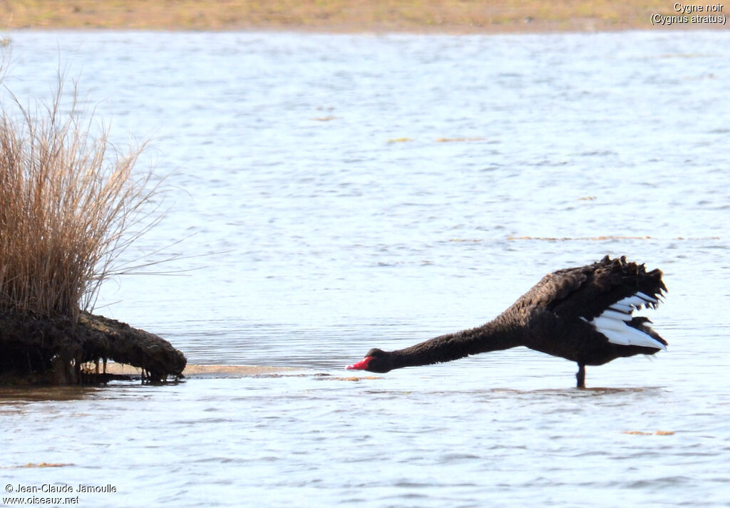 Cygne noir, Comportement