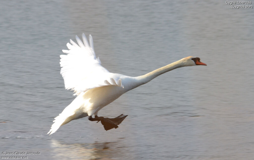 Mute Swanadult, Flight