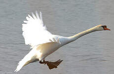 Cygne tuberculé