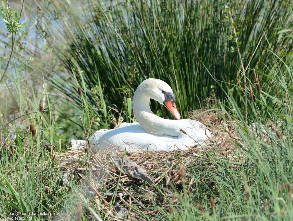 Cygne tuberculé femelle adulte, Nidification