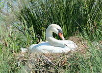 Cygne tuberculé