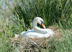 Mute Swan