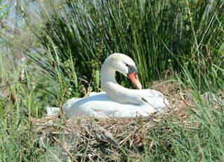 Cygne tuberculé