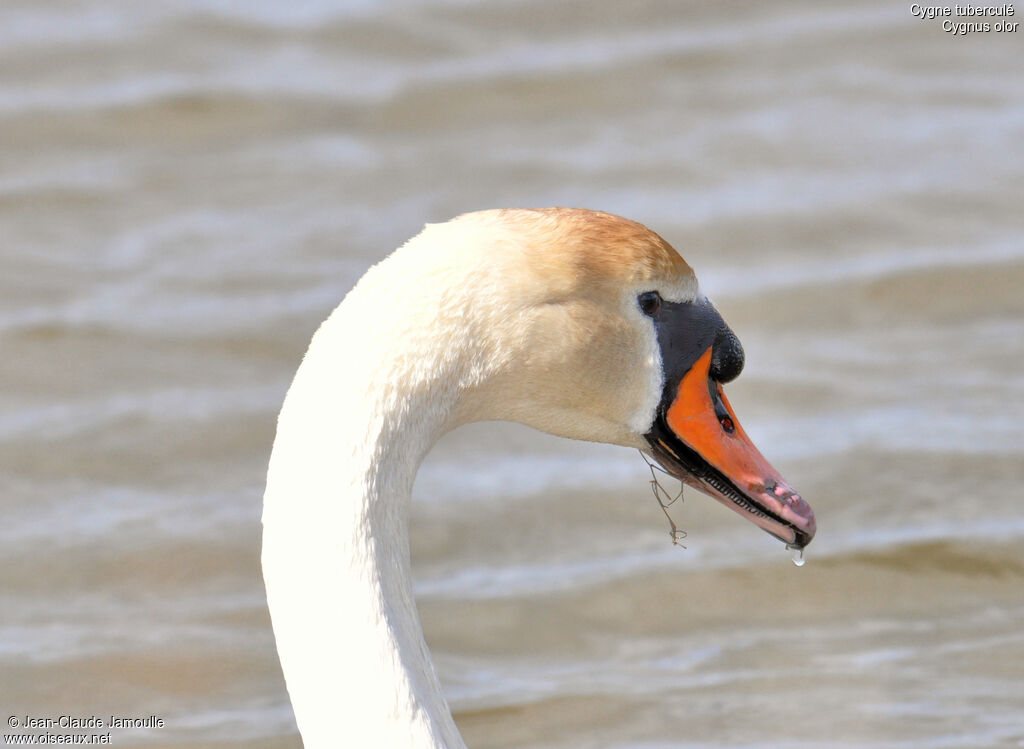 Cygne tuberculéadulte