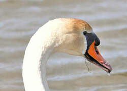 Cygne tuberculé