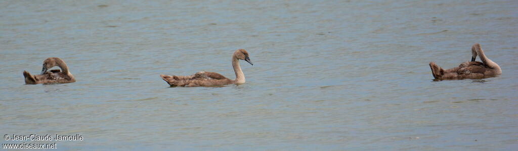 Cygne tuberculéjuvénile, Comportement