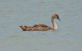 Cygne tuberculé