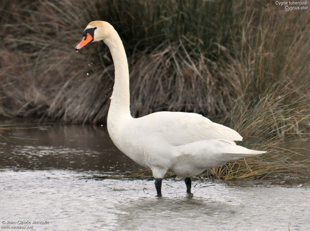 Cygne tuberculéadulte, Comportement