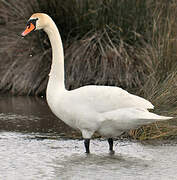 Cygne tuberculé