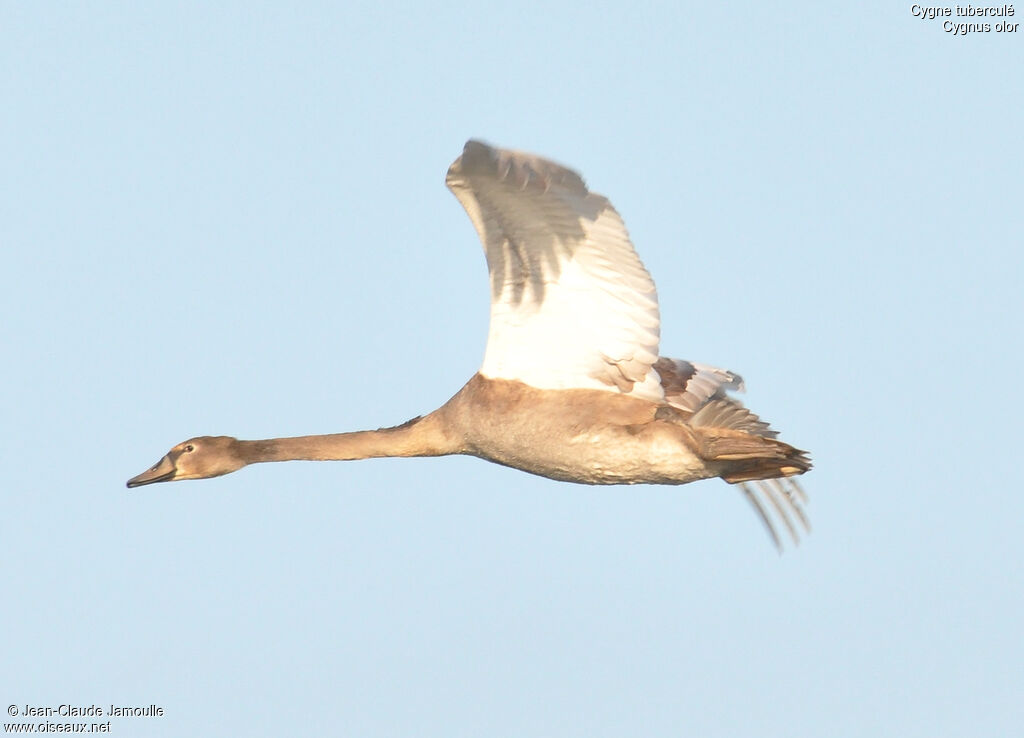 Cygne tuberculéjuvénile, Vol