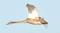 Cygne tuberculé