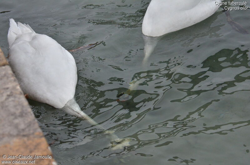 Mute Swan, feeding habits, Behaviour