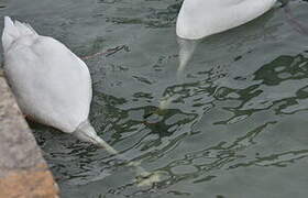 Mute Swan