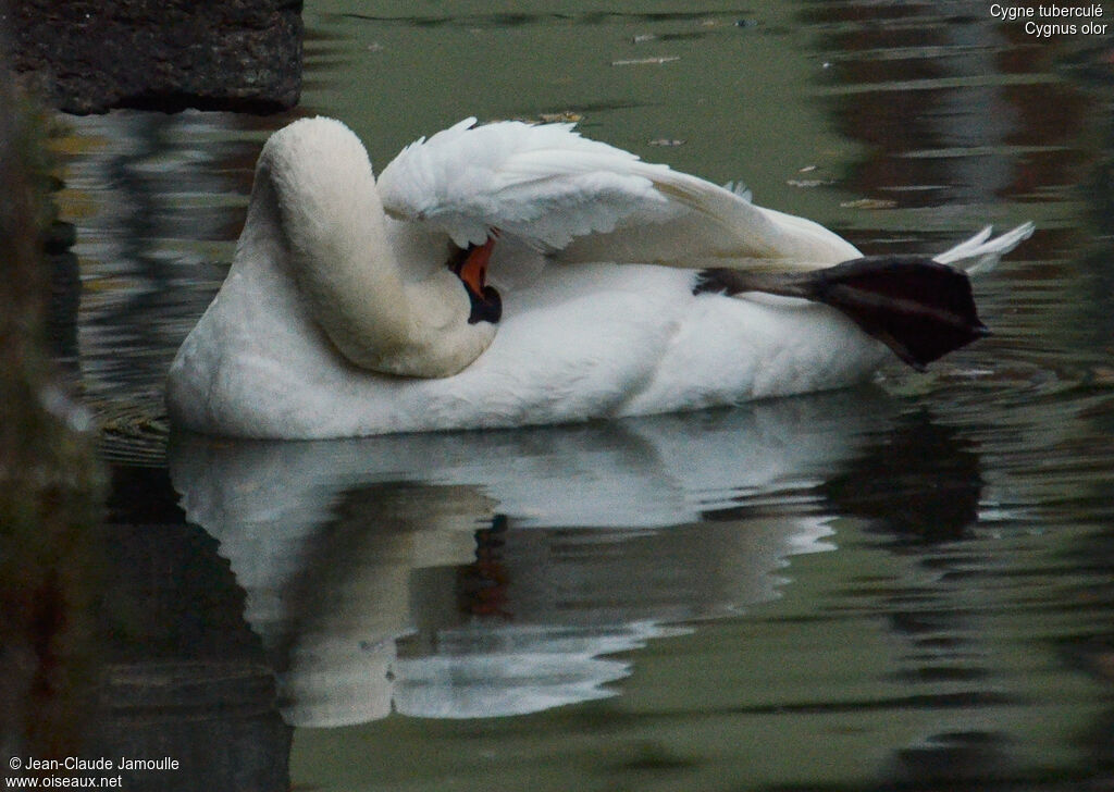 Cygne tuberculé, Comportement