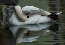 Cygne tuberculé