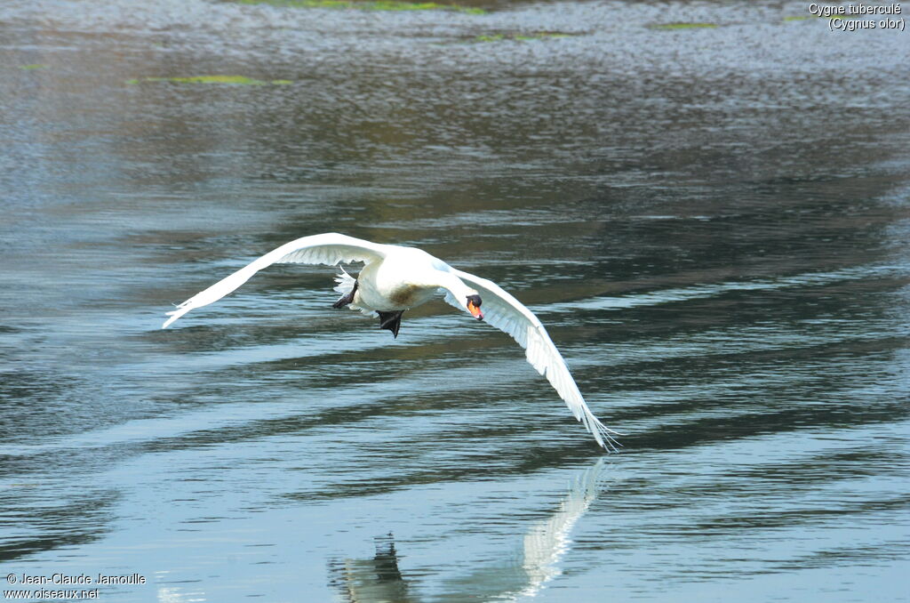 Mute Swanadult, Flight