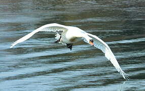 Cygne tuberculé