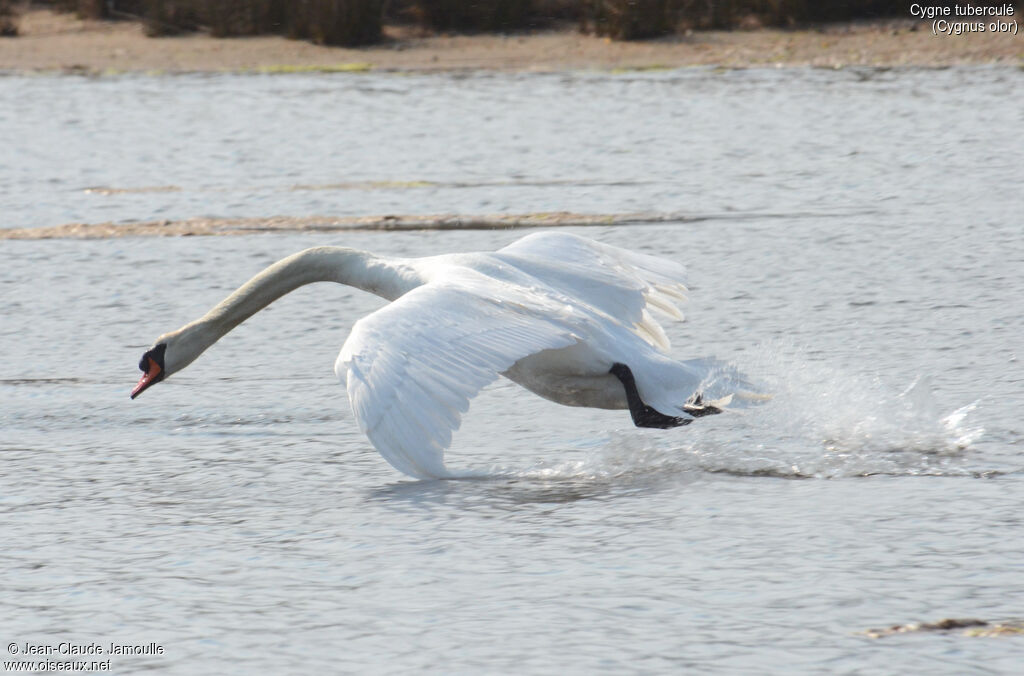 Cygne tuberculéadulte