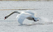 Cygne tuberculé